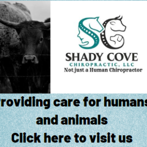 Shady Cove Chiropractic Banner